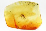 Detailed Fossil True Midge (Chironomidae) in Baltic Amber #346632-1